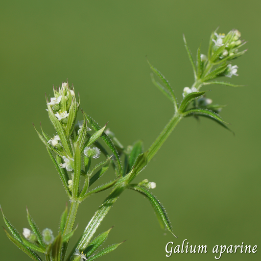 Gaillet (Galium aparine) séchée en vrac