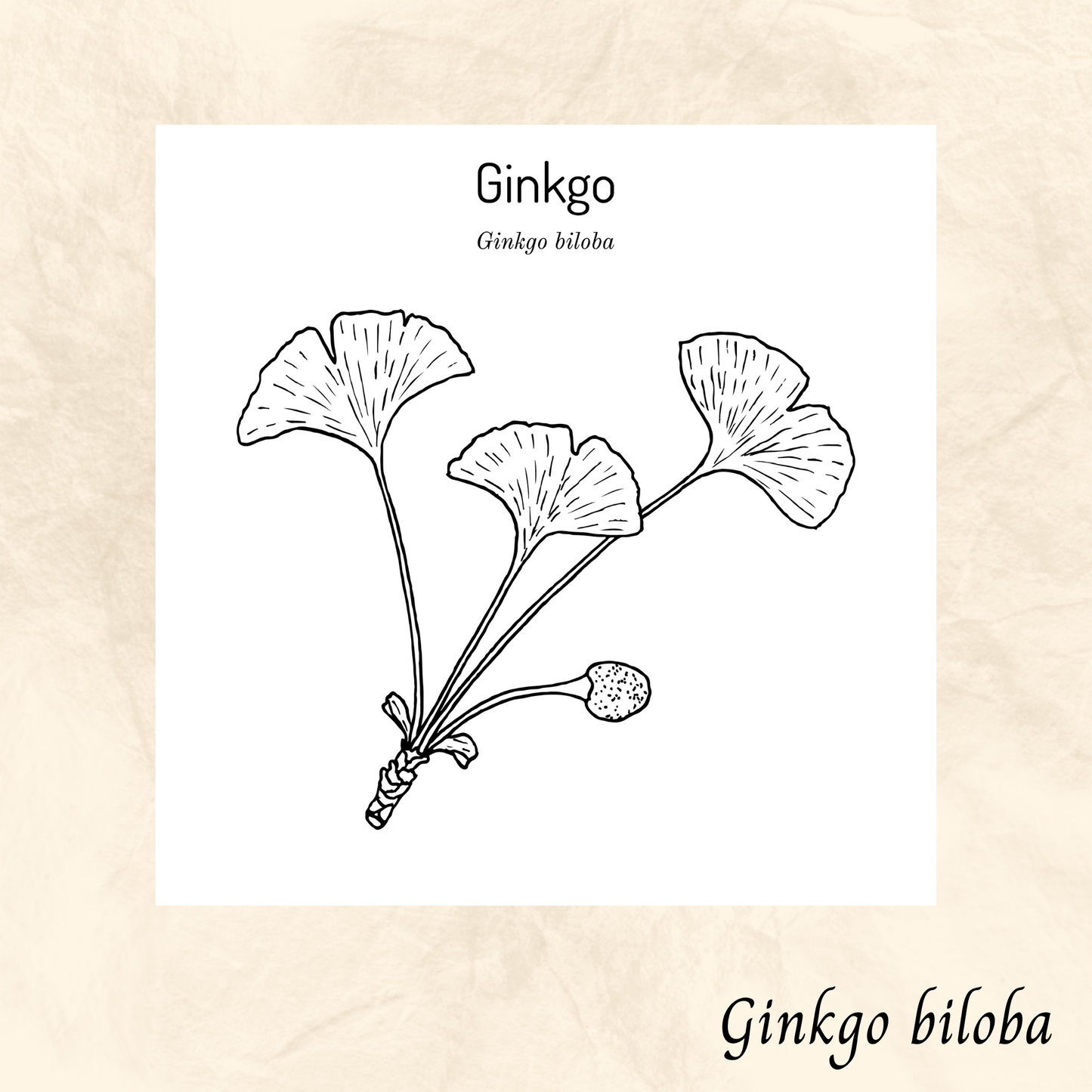 Ginkgo biloba (Ginkgo biloba) séchée en vrac