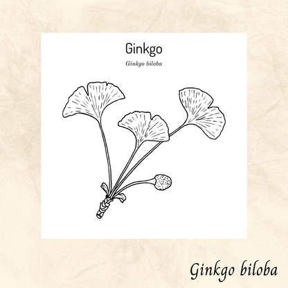 Ginkgo biloba (Ginkgo biloba) séchée en vrac