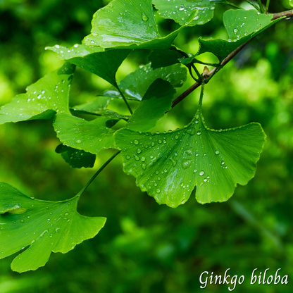 Ginkgo biloba (Ginkgo biloba) séchée en vrac