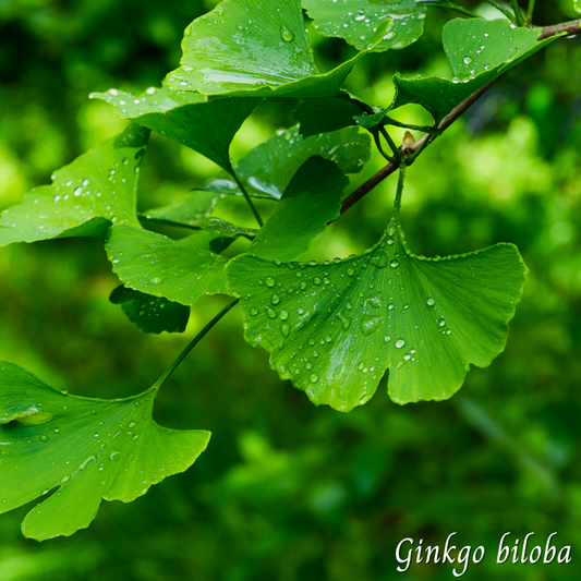 Ginkgo biloba (Ginkgo biloba) séchée en vrac