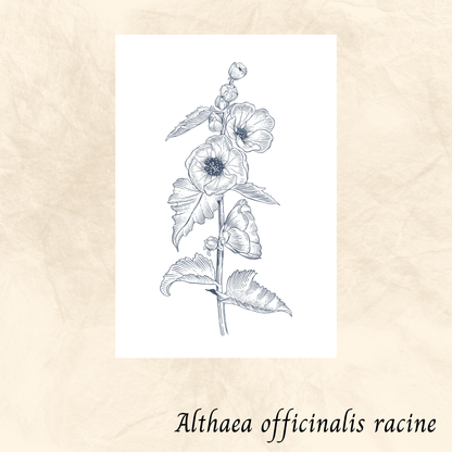 Guimauve racine (Althaea officinalis) séchée en vrac