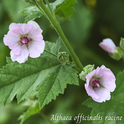 Guimauve racine (Althaea officinalis) séchée en vrac