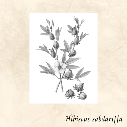Hibiscus (Hibiscus sabdariffa) séchée en vrac