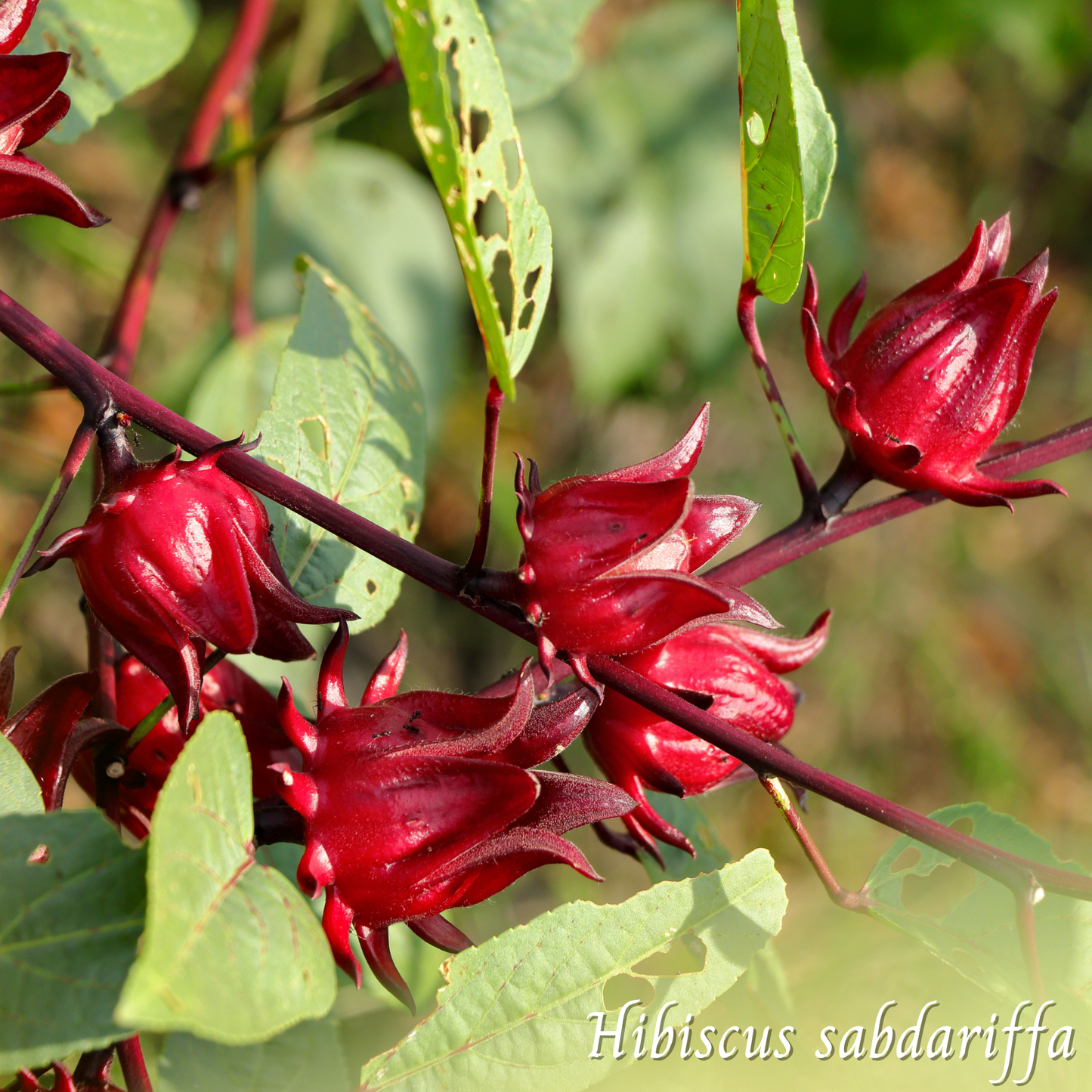 Hibiscus (Hibiscus sabdariffa) séchée en vrac