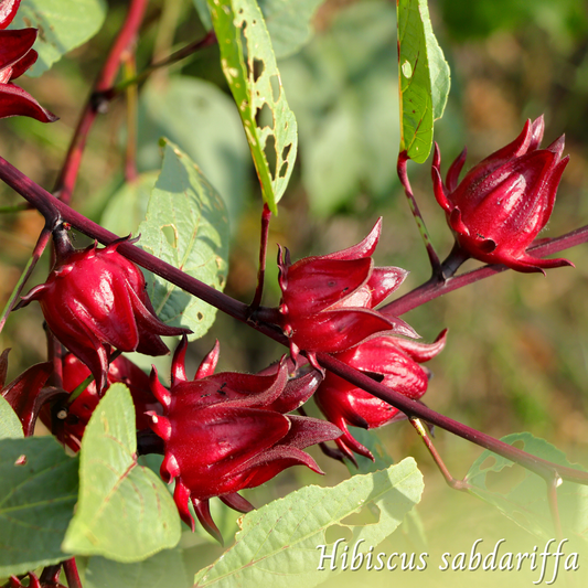 Hibiscus (Hibiscus sabdariffa) séchée en vrac