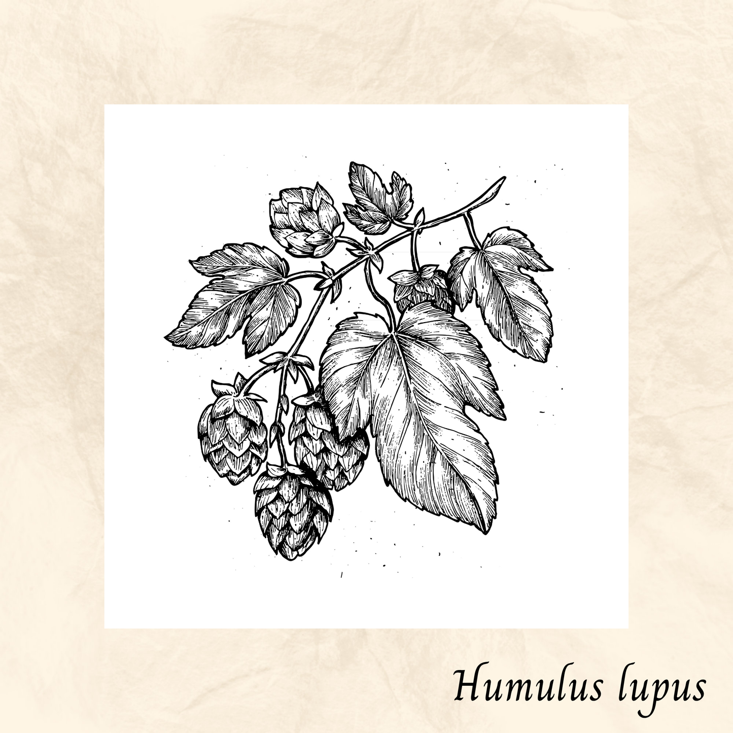 Houblon (Humulus lupulus) séchée en vrac