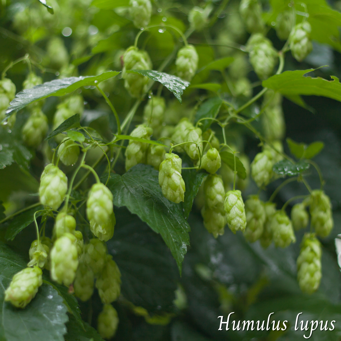 Houblon (Humulus lupulus) séchée en vrac