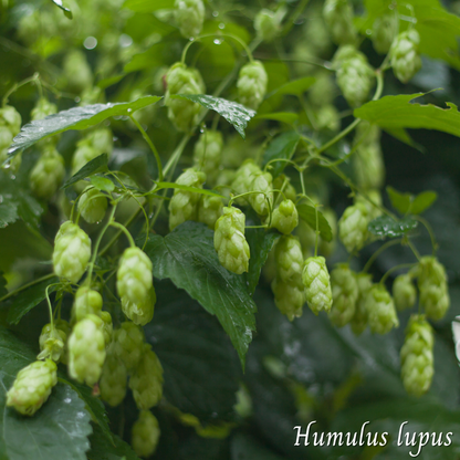Houblon (Humulus lupulus) séchée en vrac