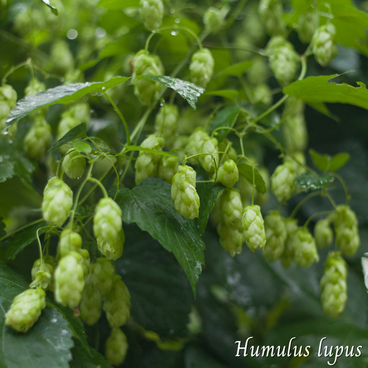 Houblon (Humulus lupulus) séchée en vrac