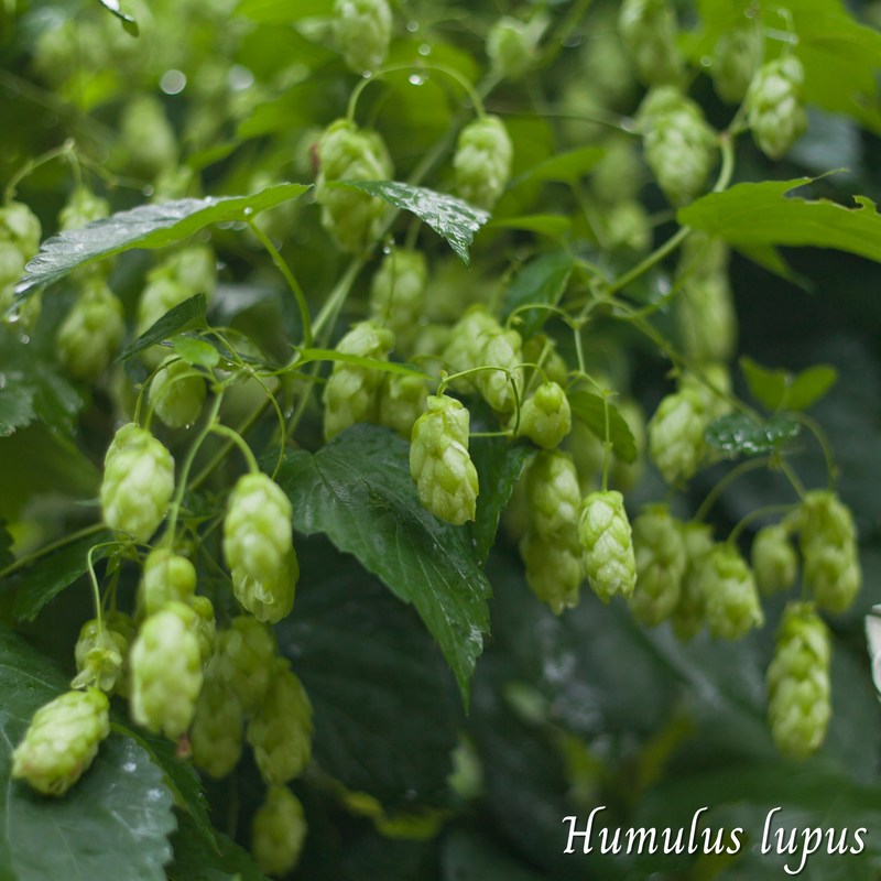 Houblon