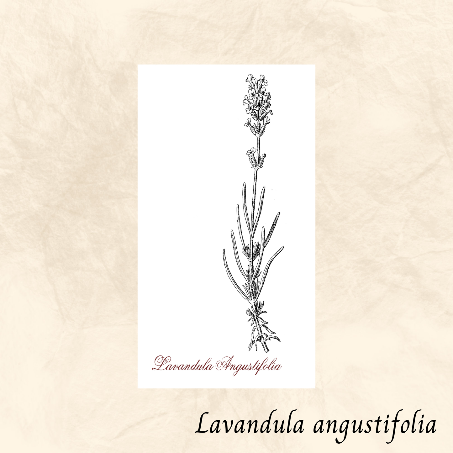 Lavande (Lavandula angustifolia) séchée en vrac