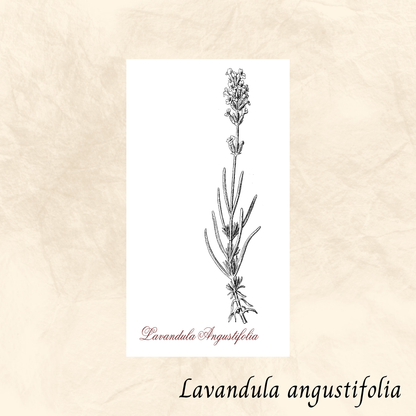 Lavande (Lavandula angustifolia) séchée en vrac