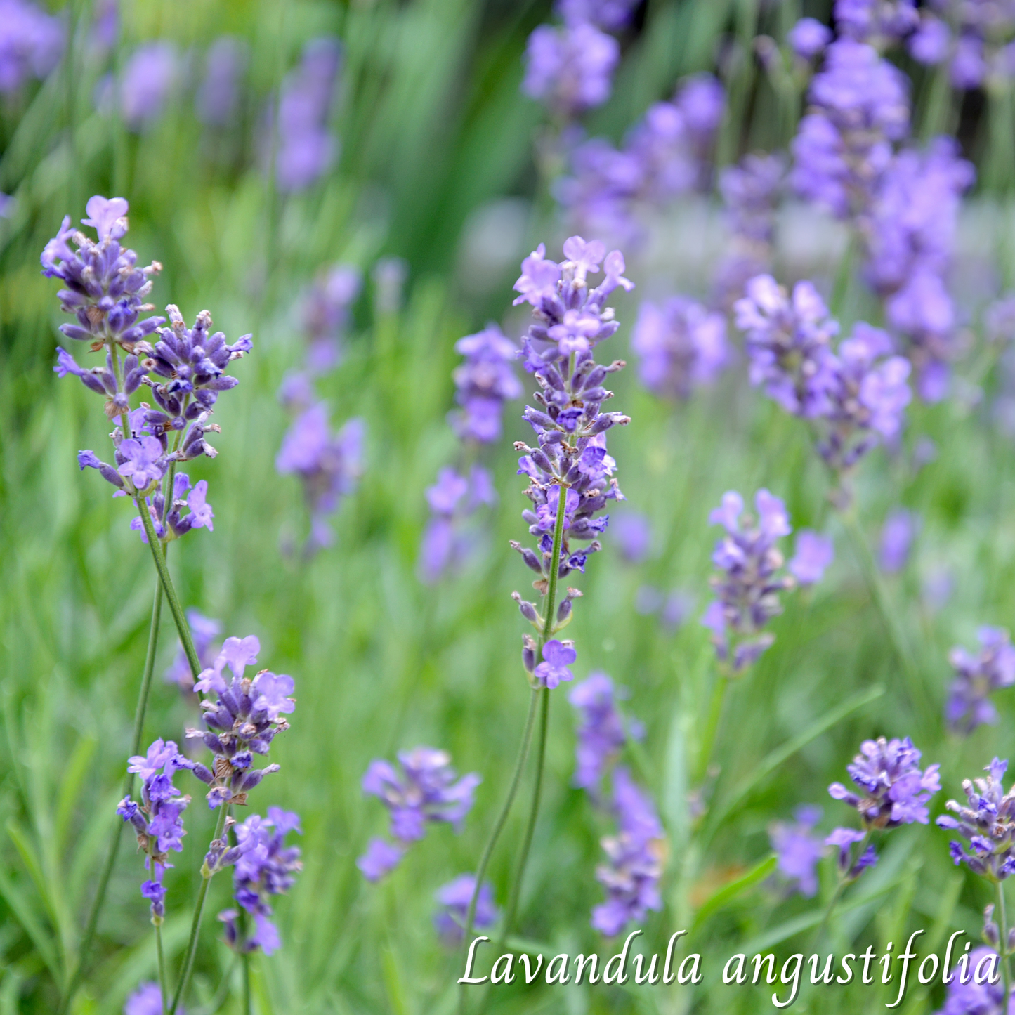 Lavande (Lavandula angustifolia) séchée en vrac