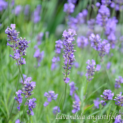 Lavande (Lavandula angustifolia) séchée en vrac