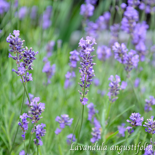 Lavande (Lavandula angustifolia) séchée en vrac
