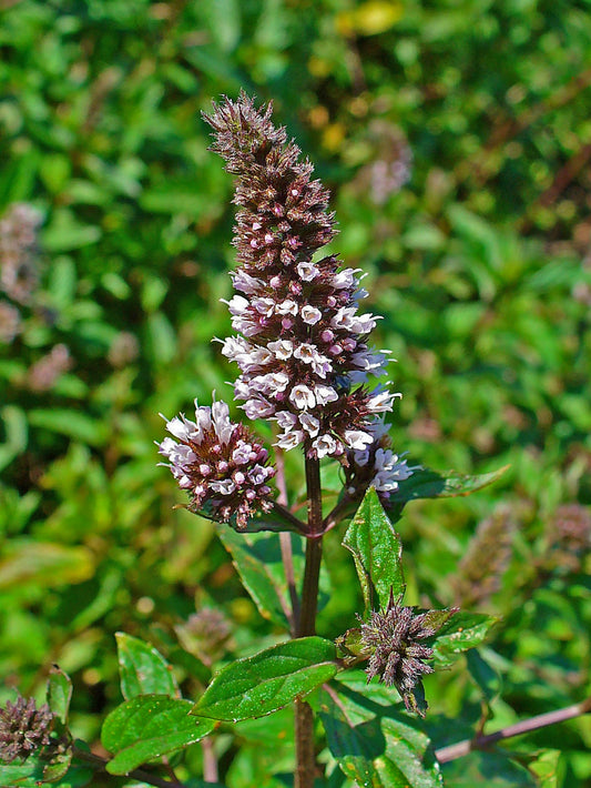 Menthe poivrée (Mentha x piperita) séchée en vrac