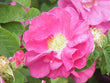 Rose pétales (Rosa gallica) séchée en vrac
