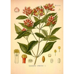 Whole Clove 500 gr