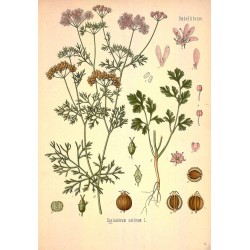 Ground Coriander 500 gr