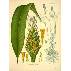 Curcuma (Tuméric) Moulu 500 gr