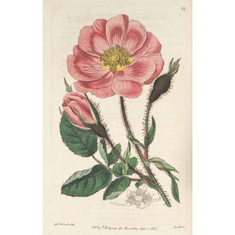 Rose Pétales 250 gr