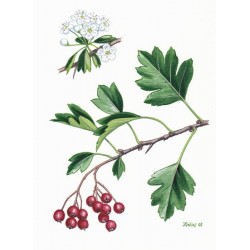 Hawthorn Berry 1 kg