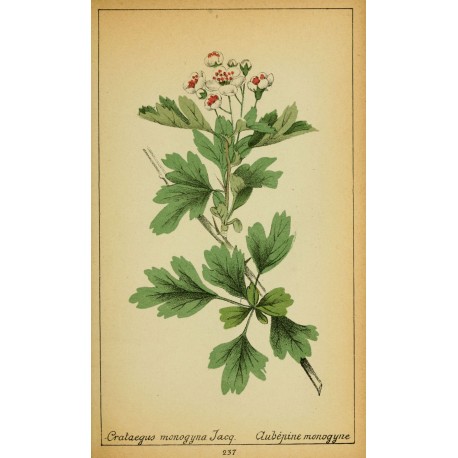 Hawthorn Flower and Leaf 500 gr