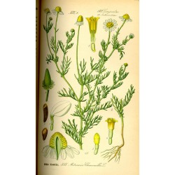 Organic German Camomille 250 gr