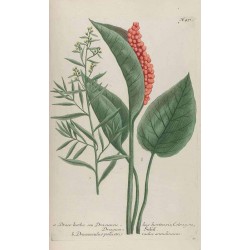 Whole Tarragon 1 kg