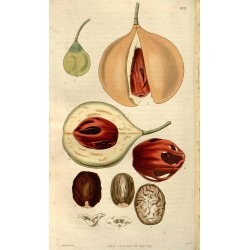 Whole Nutmeg 250 gr
