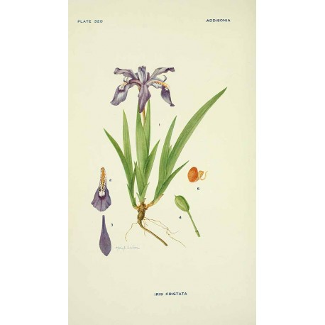 Iris Poudre 1 kg