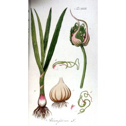 Garlic Salt 250 gr