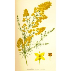 Yellow Spring bedstraw 250 gr
