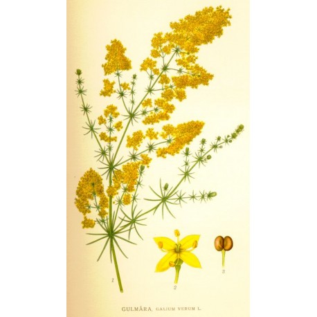 Yellow Spring bedstraw 250 gr