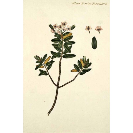 Labrador Tea 250 gr Labrador Tea 250 gr