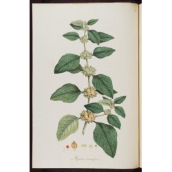 Ashwaganda racine 500 gr