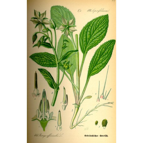 Bourrache 250 gr