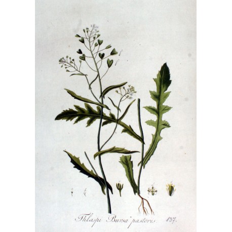Bourse à Pasteur 250 gr