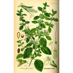 Lemon Balm 250 gr