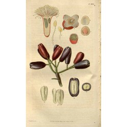 Ground Clove 250 gr