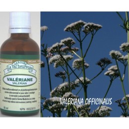 Valériane