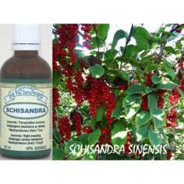 Schisandra