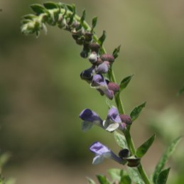 Scutellaire