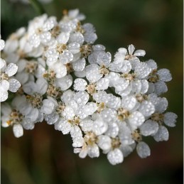Achillée