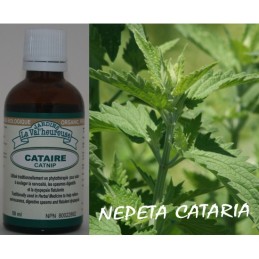 Cataire