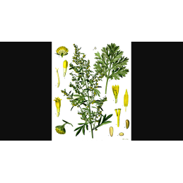 Absinthe - Artemisia absinthium
