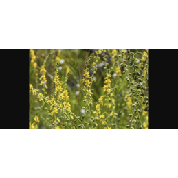 Agrimony - Agrimonia eupatoria