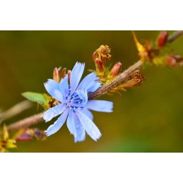 Chicory (Root) - Cichorium intybus