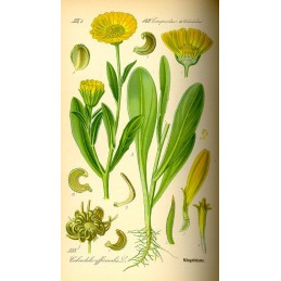Calendule , Souci - Calendula officinalis